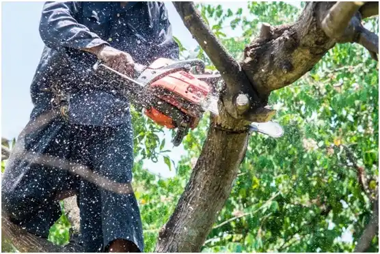 tree services Wilsonville